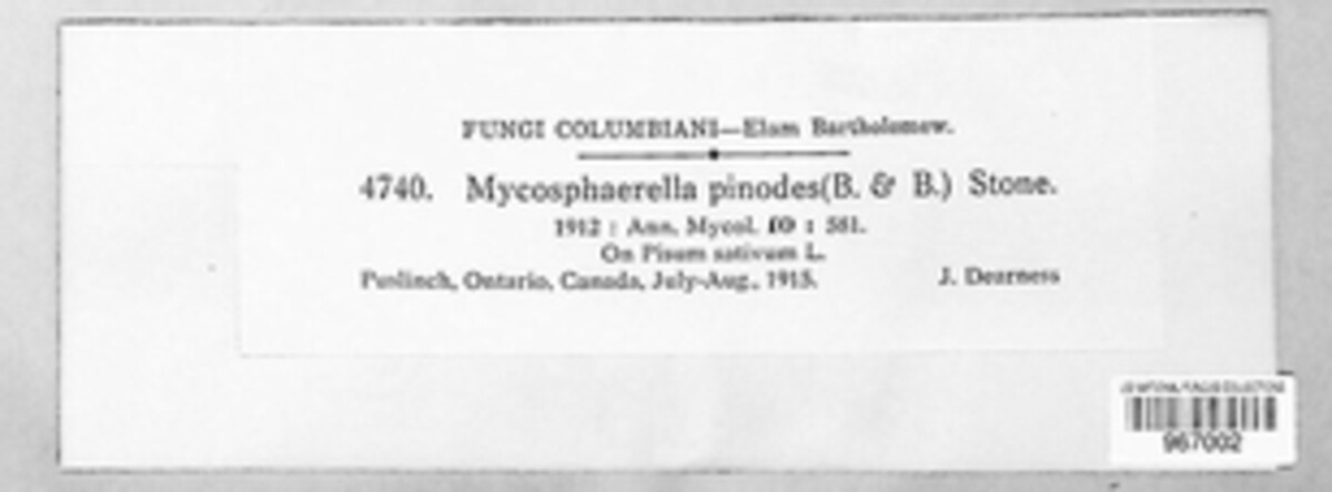 Didymella pinodes image